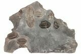 Ordovician Trilobite Mortality Plate - Tafraoute, Morocco #194169-1